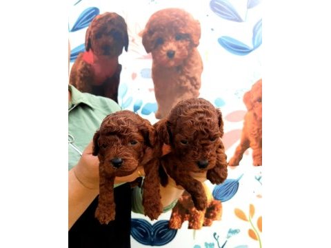 Toy poodle yavrularımız ruhsatlı çiftliğimizden