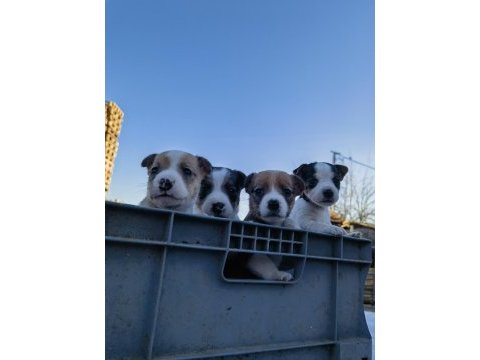 Jack russell orjinal yavrularımız