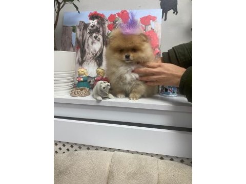 Yavru pomeranian boo