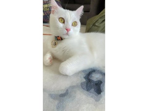 1 yaşında british shorthair yuvasını bekliyor erkek