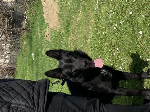 Nadir olanlardan siyah kurt köpeği (erkek)