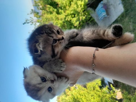 Scottish fold golden