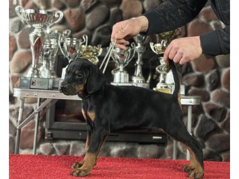Üst kalite doberman yavruları inceteam