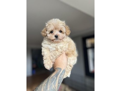 Dizayn ırk maltıpoo yavrularımız