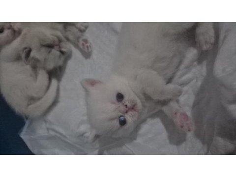 Erkek exotic shorthair kediler