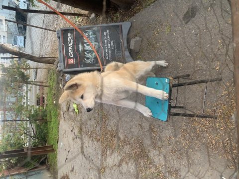 Özenle bakılmış, aşıları tam 6 aylık akita