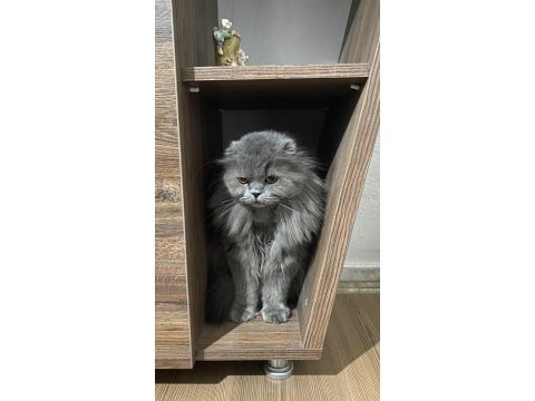 Jülide musmutlu olmak istiyor