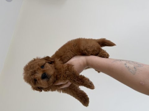 En koyusundan maltıpoo 