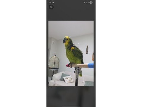 Amazon papağanı konuşan