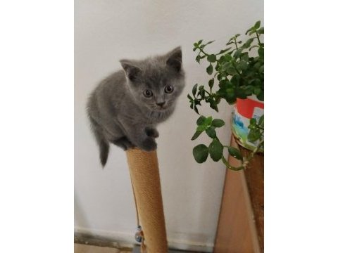 British shorthair