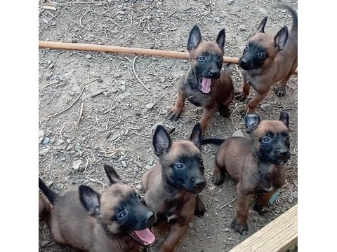Ev ortamında bakılan kendi malinois yavru köpeklerimizdir