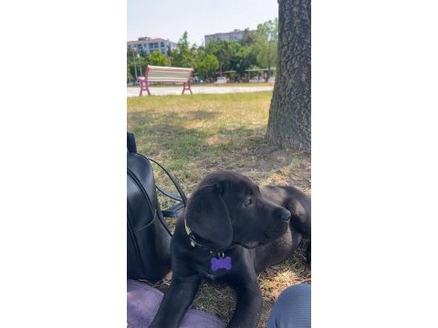 Siyah cane corso erkek 3 aylık