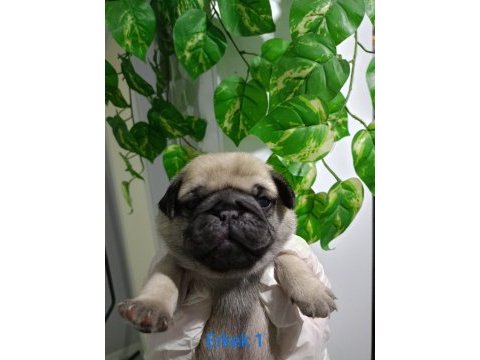 Pug mops yavrular üst düzey