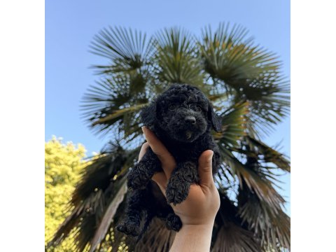 Özel renk teacup poodle wc (pet) eğitimli