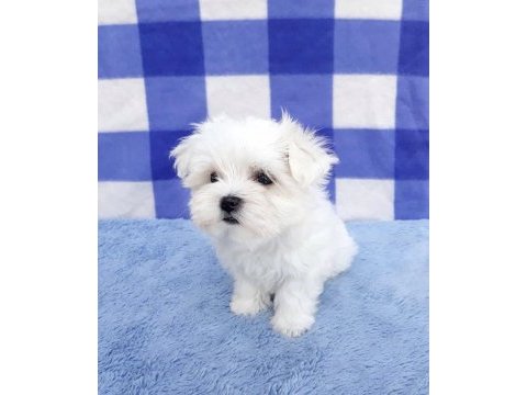 Safkan anne babadan maltese yavrular