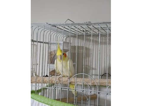 3 yaşında damızlık erkek sultan papağanı