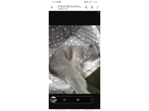 10 aylık dişi scottish fold