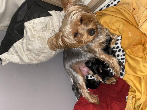 Yorkshire terrier teacup