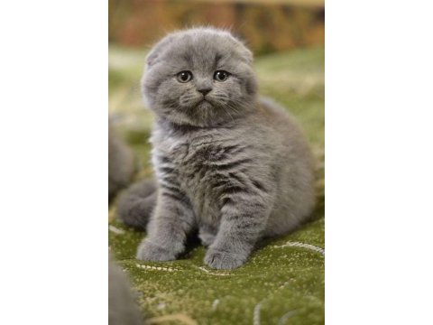 Scottish fold yavrularımız evinizin neşesi olacaktır
