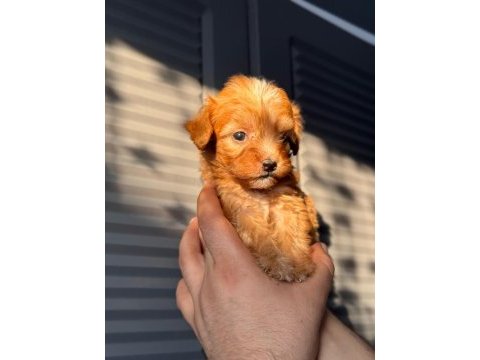 Maltipoo adrese teslim, kapıda ödeme yapabilirsiniz