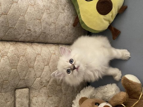 Mavi gözlü british longhair