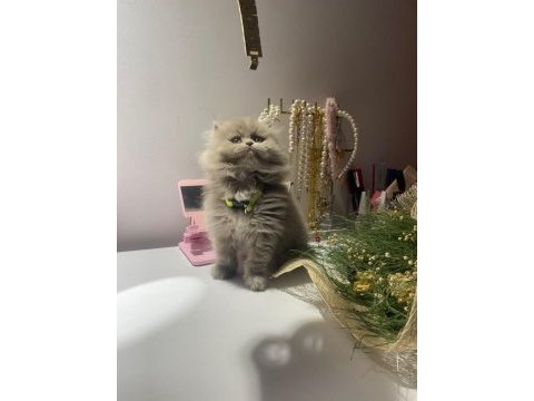 2 aylık dişi british longhair