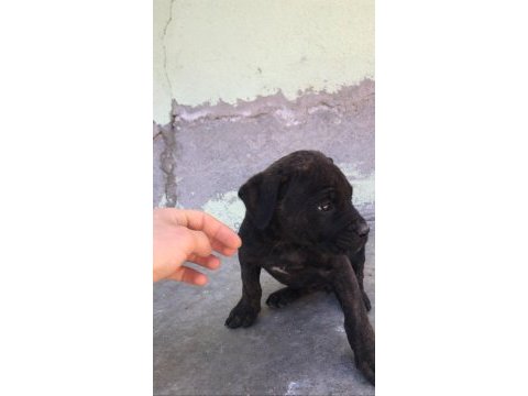 Orijinal dişi cane corso