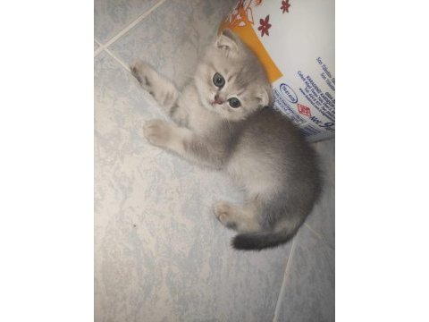 Safkan anne ve babadan scottish fold