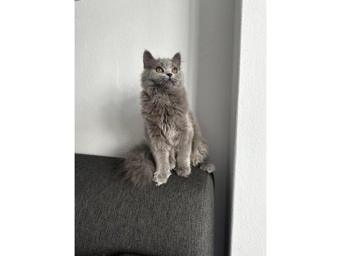 6 aylık gri british shorthair yavru