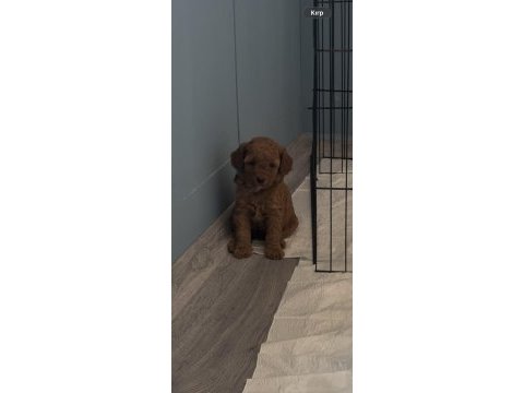 1 dişi ve 1 erkek toy poodle yavrular