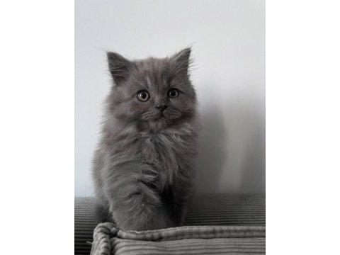 A++ a62 orjinal british longhair yavrularımız hazır