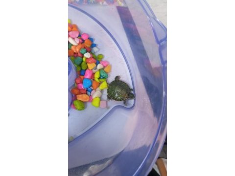 Yavru kırmızı yanak kaplumbağalar