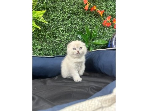 Scottish fold sevimli yavru