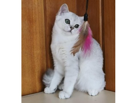 Scottish straight shorthair ns11 erkek
