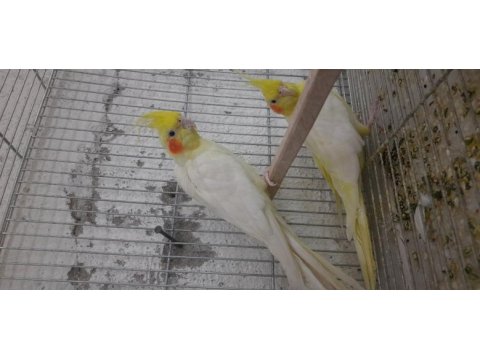 Yavru veren garanti takım sultan papağanı