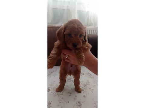 Toy poodle yavru köpeklerimiz
