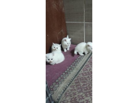 2 aylık british shorthair yavrular
