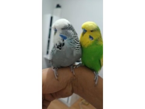 Ele alışkın şov erkek ele yarı alışkın jumbo erkek muhabbet