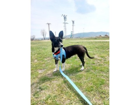Eğitimli oyuncul pinscher