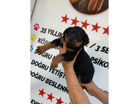 A kalite rottweiler erkek yavru