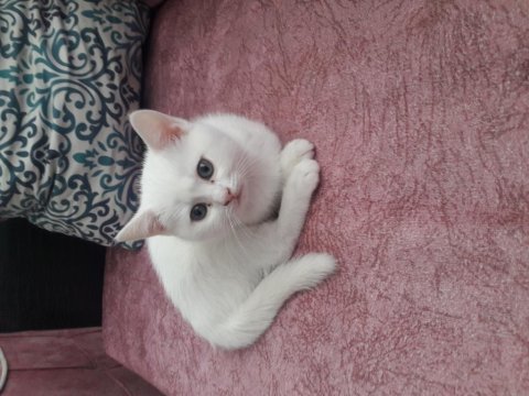 Scottish fold prensesimize yuva arıyoruz