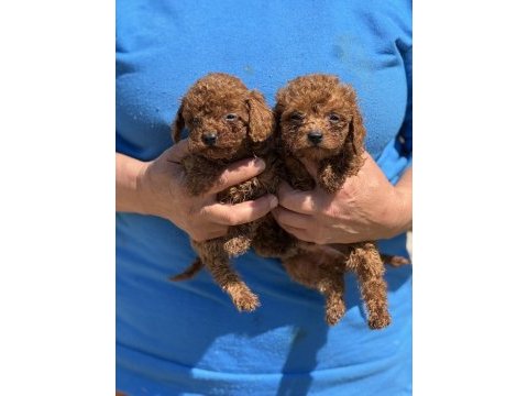 Teacup kore poodle bebekler aşılı ve çiş  eğitimli 