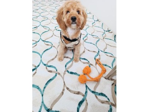 Maltipoo oğlum