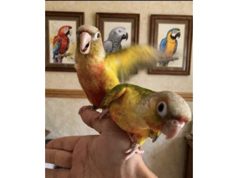 Pineaple hıgh red conure bebek