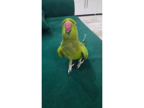 Balıkesir merkez pakistan papağanı 3 yaşında