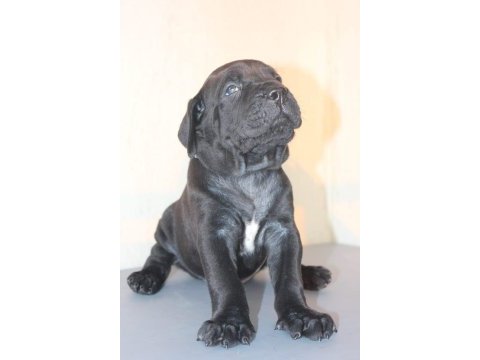 A scr kıf-fcı kayıtlı cane corso yavrular