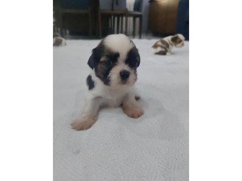 Sevimli shih tzu yavruları sahiplerini bekliyor