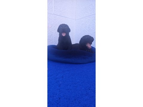 Kahve ve siyah orjinal labrador yavrular