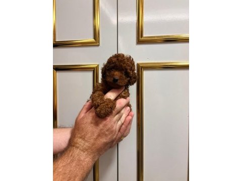 Sağlık ırk garantili poodle bebekler