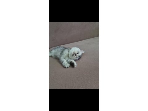 British shorthair silver renk